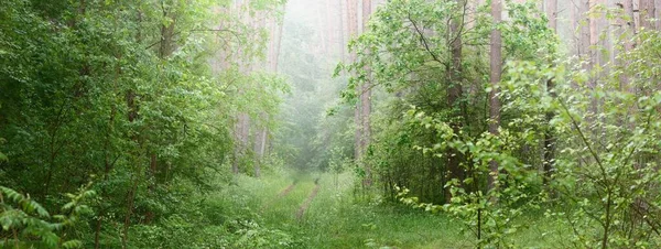 Величественный Вечнозеленый Лес Тумане Могучие Силуэты Сосен Ели Крупным Планом — стоковое фото