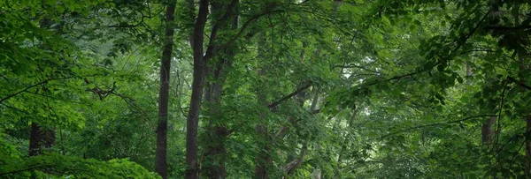 Μεγάλα Πράσινα Δέντρα Μια Άσπρη Πρωινή Ομίχλη Κοντινό Πλάνο Λόφοι — Φωτογραφία Αρχείου