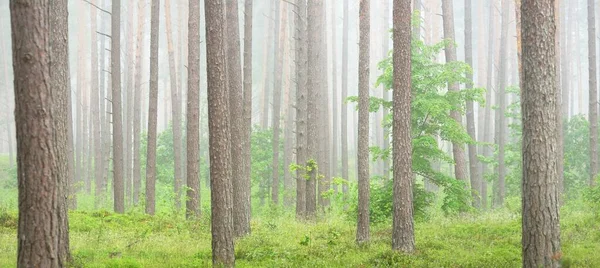 Majestic Evergreen Forest Fog Mighty Pine Spruce Tree Silhouettes Close — Stock Photo, Image