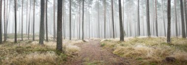 Beyaz bir sis içinde her zaman yeşil olan ormanın içinden geçen bir yol. Çam ağaçları, yosun, eğrelti otu, bitkiler. Resimli panoramik manzara. Sonbahar, kışın başlangıcı. Saf doğa, çevresel koruma, ekoloji