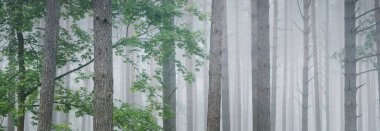 Antik çam ağaçları gün doğumunda gizemli bir beyaz sabah sisinde. Yalnız yeşil akçaağaç yakından. Idyllic sonbahar manzarası. Bataklık yemyeşil kuzey ormanı. Ekoloji, eko turizm, çevre