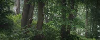 Sabah sisinde antik yeşil ağaçlar, yakın plan. Gün doğumunda yaprak döken orman tepeleri. Karanlık atmosferik manzara. Ekoloji, eko turizm, Avrupa 'da çevre koruma