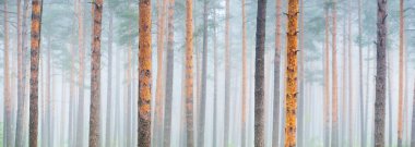 Antik çam ağaçları gün doğumunda gizemli bir beyaz sabah sisinde. Idyllic sonbahar manzarası. Bataklık yemyeşil kuzey ormanı. Ekoloji, eko turizm, Avrupa 'da çevre koruma