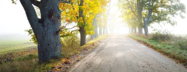 Yapraklı meşe ve akçaağaç ağaçlarının arasından tek şeritli kırsal yol (alley). Doğal tünel. Güneş ışığı, güneş ışığı, sis, gölgeler. Peri sonbahar sahnesi. Umut, cennet kavramları. Doğa, ekoloji, yürüyüş, bisiklet