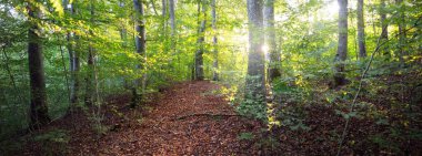 Koyu yeşil kayın ağaçları, antik ağaç gövdeleri, renkli kuru yapraklardan oluşan orman tabanı. Sonbaharın başında. Güneş ışığı. Atmosferik manzara. Saf doğa, ekoloji, çevre koruma, eko turizm
