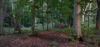 Gün batımında koyu yeşil kayın ağaçları, yakın plan antik ağaç gövdeleri, renkli kuru yapraklardan oluşan orman tabanı. Sonbaharın başında. Atmosferik manzara. Saf doğa, ekoloji, çevre koruma, eko turizm