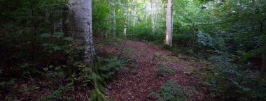 Koyu yeşil kayın ağaçları, antik ağaç gövdeleri, renkli kuru yapraklardan oluşan orman tabanı. Sonbaharın başında. Güneş ışığı. Atmosferik manzara. Saf doğa, ekoloji, çevre koruma, eko turizm