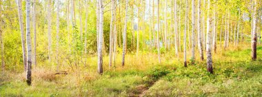 Açık ve güneşli bir günde altın huş ağacının resim gibi manzarası. Letonya, Avrupa 'da sonbaharın başlarında. Saf doğa, çevre koruma, eko turizm. Yol, ağaç gövdeleri, yaprak dokusu yakın plan