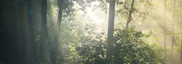 Zonnestralen Die Door Boomstammen Van Het Groenblijvende Bos Stromen Sprookjesachtig — Stockfoto