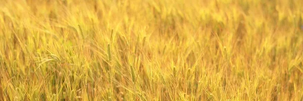 Golden Wheat Agricultural Field Close Abstract Natural Pattern Texture Background — Stock Photo, Image