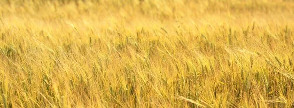 Gyllene Vete Jordbruksmark Närbild Abstrakt Naturligt Mönster Textur Bakgrund Tapet — Stockfoto