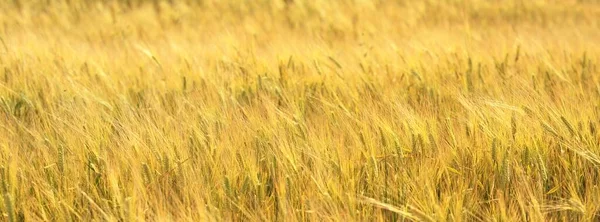 Golden Wheat Agricultural Field Close Abstract Natural Pattern Texture Background — Stock Photo, Image