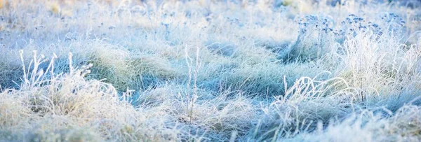 森の牧草地や木々のクリスタルクリア霜で覆われる 牧歌的な風景です 神秘的な青い光 冬の不思議の国 気候変動 生態系 環境保全 — ストック写真