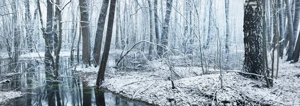 吹雪の後の凍るような沼や森の景色 最初の雪だ 霜の中の木 冬の不思議の国 生態系 環境保全 モノクローム画像 大気の風景 — ストック写真