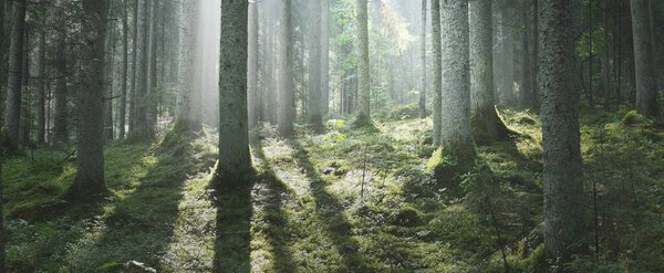 Majestic evergreen forest at sunrise. Mighty pine trees, moss, green plants. Morning fog, pure sunlight, sunbeams. Dark atmospheric landscape. Nature, seasons, summer. Fairytale, fantasy concepts