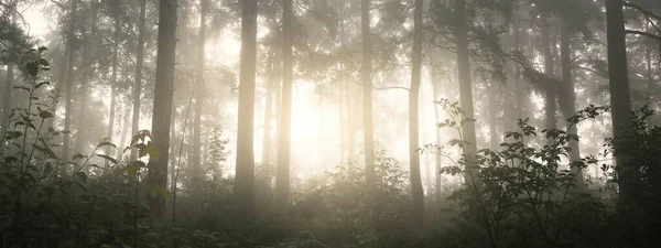 Cenário Pitoresco Floresta Verde Escura Uma Névoa Misteriosa Nascer Sol — Fotografia de Stock