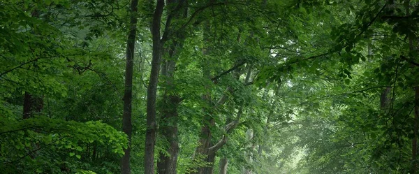 Mörk Tom Mystisk Gränd Enda Körfält Landsväg Genom Gröna Lövträd — Stockfoto