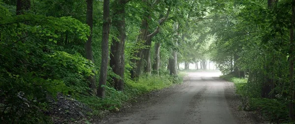 Mörk Tom Mystisk Gränd Enda Körfält Landsväg Genom Gröna Lövträd — Stockfoto