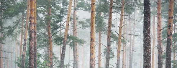 Pins Anciens Dans Mystérieux Brouillard Matinal Blanc Lever Soleil Paysage — Photo