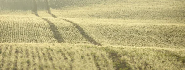 Grün Gepflügtes Landwirtschaftliches Feld Traktorspuren Nahaufnahme Malerische Panoramalandschaft Ländliche Szenerie — Stockfoto