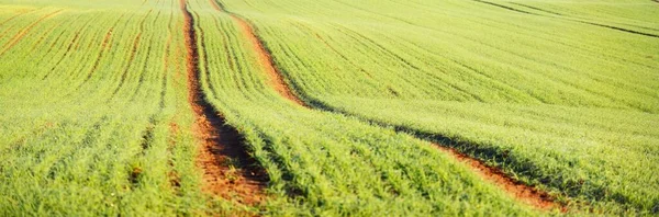 Grün Gepflügtes Landwirtschaftliches Feld Traktorspuren Nahaufnahme Malerische Panoramalandschaft Ländliche Szenerie — Stockfoto