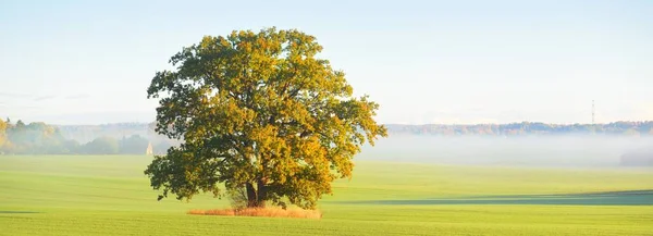 Poderoso Roble Con Hojas Verdes Doradas Campo Agrícola Arado Con — Foto de Stock