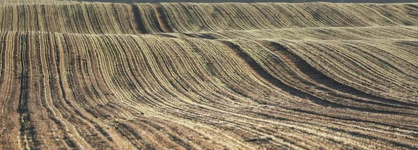 Green Plowed Agricultural Field Tractor Tracks Close Picturesque Panoramic Landscape — Stock Photo, Image
