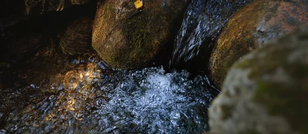 暗い常緑の森の中の小さな川 ストリーム クリスタルクリア水 植物のクローズアップ 自然なテクスチャ 大気の風景 純粋な自然環境生態学 — ストック写真