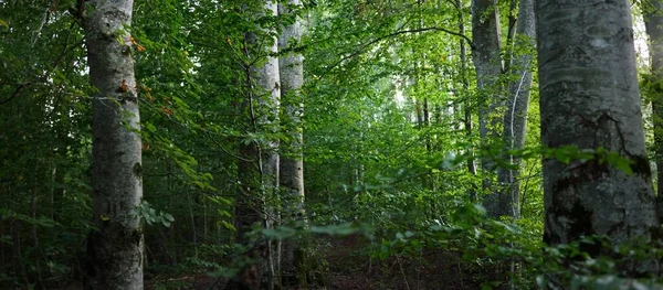 暗い神秘的な夕暮れブナの木の森の絵の風景は 古代の木の幹を閉じるまで 大気の風景 純粋な自然 生態系 環境保全 エコツーリズム — ストック写真