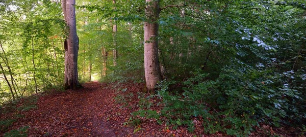 Dunkelgrüne Buchen Bei Sonnenuntergang Uralte Baumstämme Nahaufnahme Waldboden Aus Bunten — Stockfoto