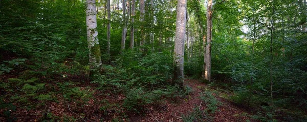 Dark Green Beech Trees Ancient Tree Trunks Close Forest Floor — Stock Photo, Image