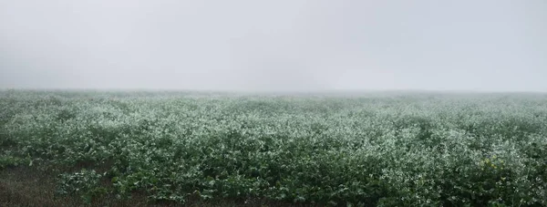 Campo Verde Com Flores Silvestres Brancas Denso Nevoeiro Branco Nascer — Fotografia de Stock