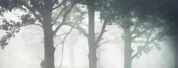 Живописный Пейзаж Тёмного Леса Таинственном Тумане Рассвете Солнечные Лучи Сквозь — стоковое фото