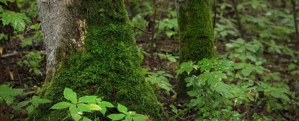 曇った夏の日に神秘的な落葉樹林 古いモッシーの木と植物のクローズアップ 暗い風景 生態系 環境保全 エコツーリズム — ストック写真
