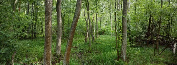 Mystérieuse Forêt Feuillus Par Une Journée Nuageuse Été Vieux Troncs — Photo