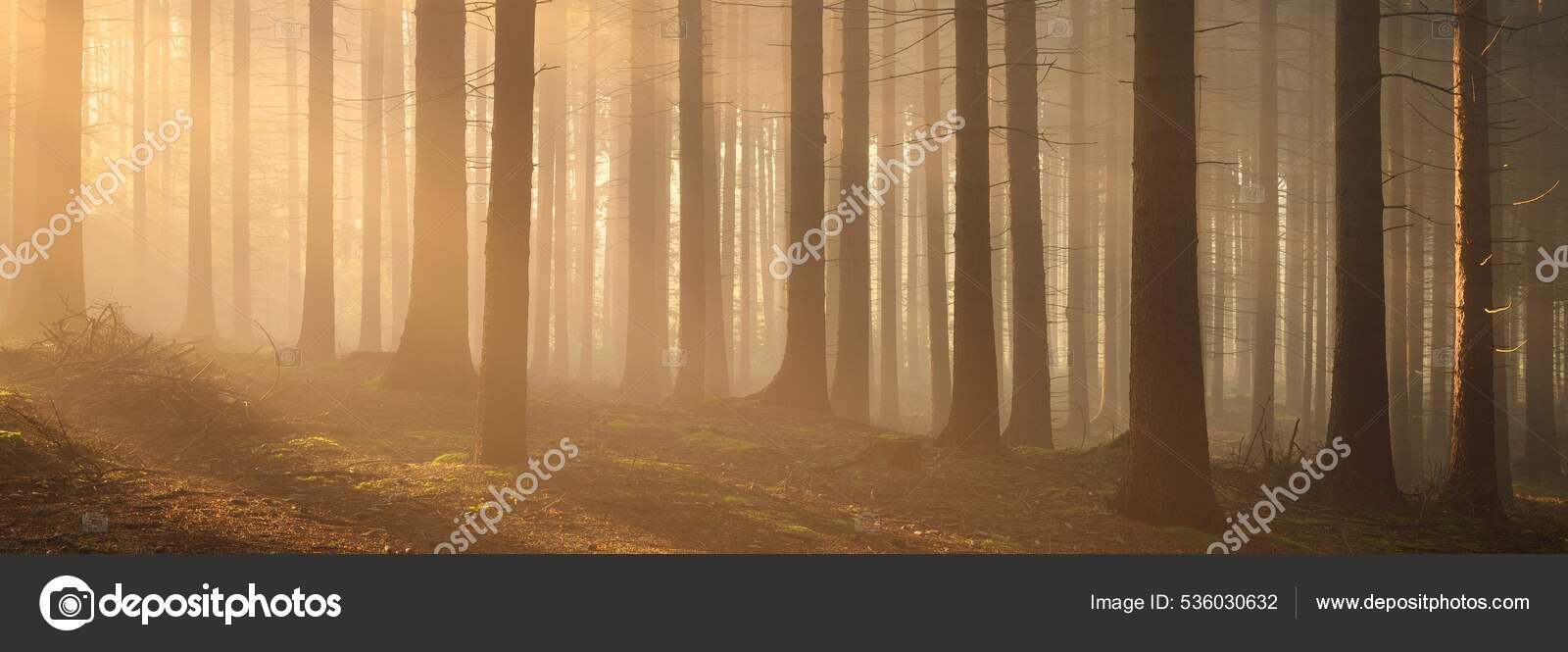 Fundo De Floresta De Fantasia, Sonhe, Floresta, Névoa Imagem de