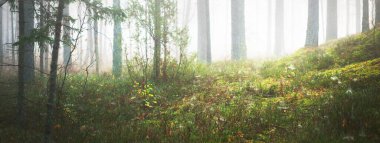 Karışık bir kozalaklı ormanda sabah sisi. Yosunlu tepelerde çam ve köknar ağaçları. Gizemli sonbahar manzarası. Ağaç gövdelerinden akan güneş ışığı. Kemeri Milli Parkı, Letonya