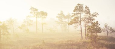 Gün doğumunda sisli bir bataklıkta. Genç çam ağaçları ve çiçek açan orman zeminleri, yakın plan. Gökyüzü açık. Idyllic manzara. Letonya Kemeri Ulusal Parkı 'nda Çevre Koruma