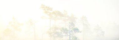 Gün doğumunda sisli bir bataklıkta. Genç çam ağaçları ve çiçek açan orman zeminleri, yakın plan. Gökyüzü açık. Idyllic manzara. Letonya Kemeri Ulusal Parkı 'nda Çevre Koruma