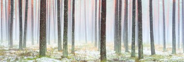 Sisli sonbahar ormanındaki ilk kar. Yeşil çimenler, yerde kırmızı ve turuncu yapraklar, uzun yosunlu çam ağaçlarının gövdeleri. Finlandiya