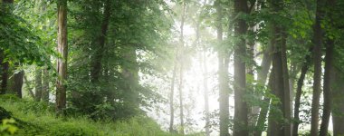 Beyaz bir sabah sisinin içindeki güçlü yeşil ağaçlar, yakın plan. Gün doğumunda yaprak döken orman tepeleri. Karanlık atmosferik manzara. Doğa, ekoloji, eko-turizm, Avrupa 'da çevre koruma. Panoramik görünüm