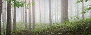 Görkemli Evergreen Ormanı 'na giden yol. Gizemli sis. Firavun, ladin, çam ağaçları. Idyllic yaz sahnesi. Doğa, ekoloji, çevre koruma. Karanlık atmosferik manzara. Panoramik görünüm