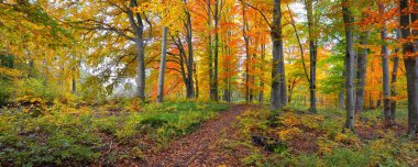 Kayın ağacı ormanlarının tepelerine giden yol. Güçlü ağaç gövdeleri, sarı, kırmızı, turuncu yapraklar. Idyllic sonbahar manzarası. Sonbahar mevsimi, ekoloji, doğa, çevre, eko-turizm, eğlence. Almanya