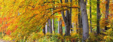 Altın kayın ağacı ormanının pitoresk manzarası. Güçlü ağaç gövdeleri, renkli sarı, kırmızı, turuncu yapraklar. Idyllic sonbahar manzarası. Mevsimler, sonbahar mevsimi, ekoloji, saf doğa, eko-turizm. Almanya
