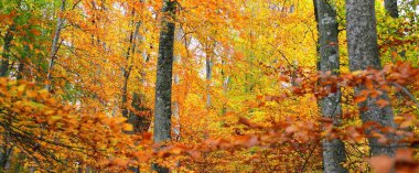 Kayın ağacı ormanındaki tepelerin panoramik manzarası. Güçlü ağaç gövdeleri, sarı, kırmızı, turuncu yapraklar. Idyllic sonbahar manzarası. Sonbahar mevsimi, ekoloji, doğa, çevre, eko-turizm, eğlence. Almanya