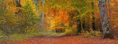 Kayın ağacı ormanından geçen kırsal yol. Doğal tünel. Güçlü ağaç gövdeleri, sarı, kırmızı, turuncu yapraklar. Idyllic sonbahar manzarası. Ekoloji, doğa, eko-turizm, eğlence, İskandinav yürüyüşü. Almanya