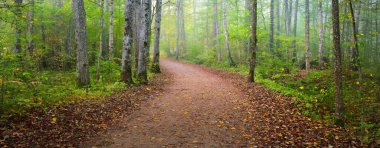 Gizemli bir sabah sisinin içinde ormanın içinden geçen yol renkli ağaçların doğal tüneli, yumuşak ışık. Idyllic sonbahar sahnesi. Saf doğa, ekoloji, mevsimler. Atmosferik manzara. Sigulda, Letonya;