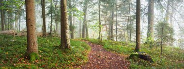 Gizemli bir sabah sisinin içinde ormanın içinden geçen yol renkli ağaçların doğal tüneli, yumuşak ışık. Idyllic sonbahar sahnesi. Saf doğa, ekoloji, mevsimler. Atmosferik manzara. Sigulda, Letonya;