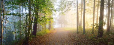 Esrarengiz bir sabah sisinin içinde sonsuz yeşil ormanın içinden geçen yol renkli ağaçların doğal tüneli, yumuşak ışık. Idyllic sonbahar sahnesi. Doğa, ekoloji, mevsimler. Atmosferik manzara. Letonya