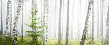 Güneş doğarken sisli, yemyeşil ormanın karanlık atmosferik manzarası. Çam, çam, akçaağaç, huş ağacı ve renkli bitkiler. Ekoloji, sonbahar, eko-turizm, Avrupa 'da çevre koruma